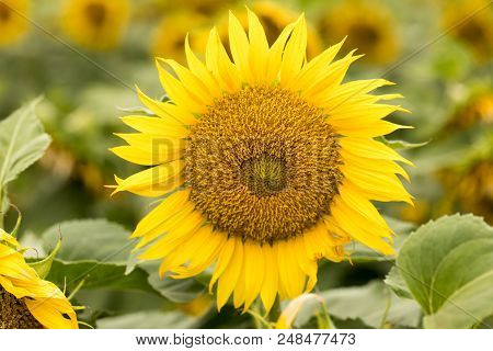 Sunflower Head In Bloom. Dixon, Solano County, California, Usa.