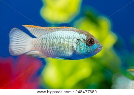 Aquarium Fish Nannacara Close Up Macro Floats In The Water