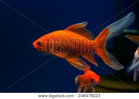 Comet Goldfish Carassius Aurastus Comet Close Up Macro