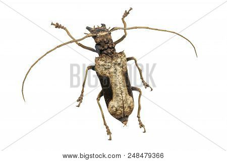 Scarab Beetle Scarabaeidae, Male, Isolated On A White Background