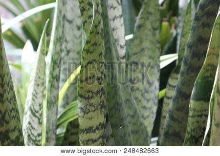 Sansevieria Grew Up In The Back Garden Of The House