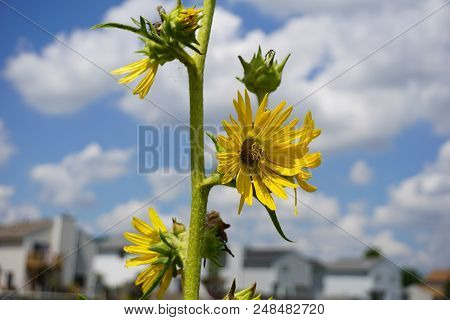 A Compass Plant (silphium Laciniatum) Blooms In The Rock Run Preserve Of The Will County Forest Pres