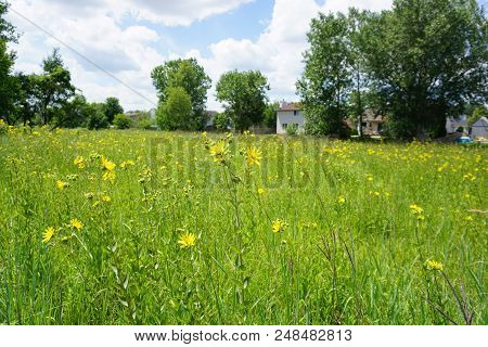 Prairie Rosinweed Flowers (silphium Integrifolium), Also Known As The Whole-leaf Rosinweed And The E