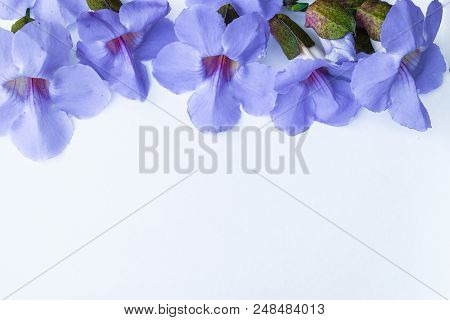 Laurel Clockvine Flower Isolated On White Background