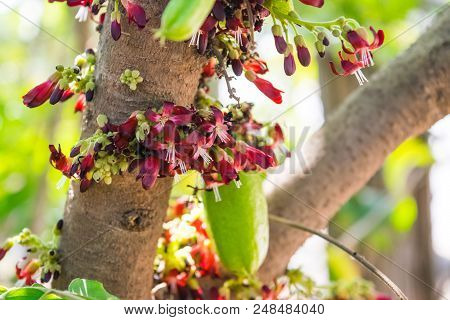 Averrhoa Bilimbi Flowers On Tree In Garden