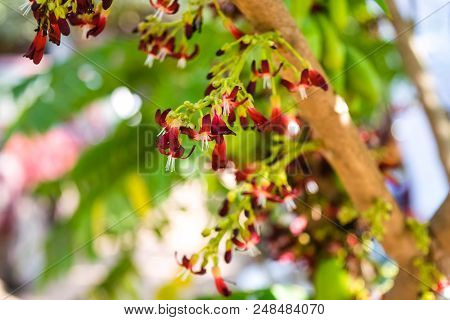 Averrhoa Bilimbi Flowers On Tree In Garden