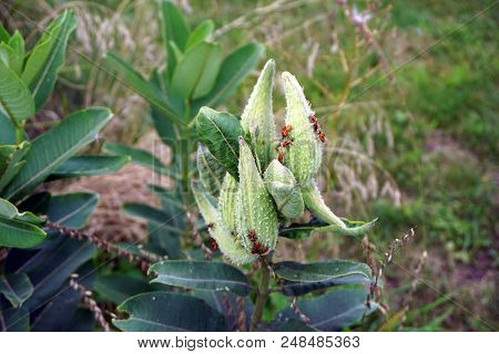 Orange And Black Nymphs Of The Large Milkweed Bug (oncopeltus Fasciatus) Congregate On The Seed Pods