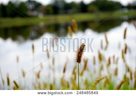 Yellow Foxtail (setaria Pumila), Also Known As Yellow Bristle-grass, Pigeon Grass, And Cattail Grass
