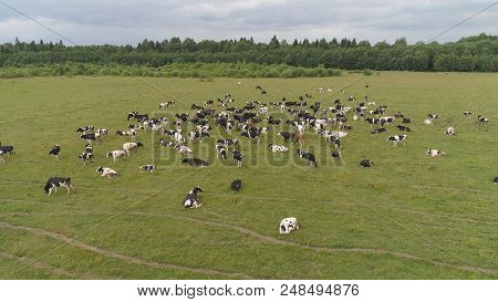 Aerial View Cows Graze On The Green Field Pasture Feed On Grass.. Cows On Summer Pasture. Cows Grazi