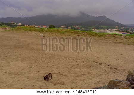 A Basteira Beach With Dog Walking, In The Estuary Of Ortigueira. Sweetie. To Coruna. Spain. Europe.