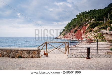 Dog Adimiring The Calm Sea And Clouds Above The Port De Valldemossa In Mallorca Majorca Spain