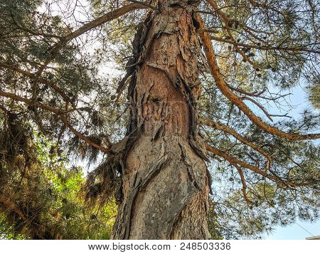 Beautiful Old Conifer Against The Sky. Close Up View Trunk Of A Pine Tree With Strobiles