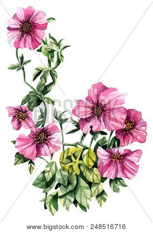 Watercolor Hand Painted Petunia Flower. Can Be Used As Romantic Background For Web Pages, Wedding In