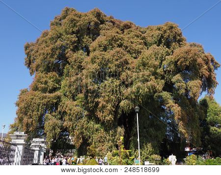 Santa Maria Del Tule, North America Mexico On February 2018: Amazing Montezuma Cypress Tree At Mexic