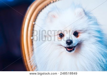 A Cute Pomeranian Dog Lounging On A Leather Armchair In The Beauty Salon For Dogs. Tomed Image. Spit