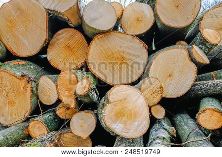 Closeup Background Shot Of Newly Sawn Tree Branches In A Pile.