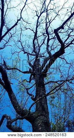 Beneath The Tree And Beautiful Sky Background.