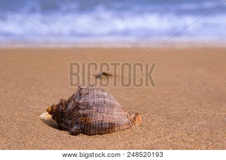 The Beautiful Rapan Shall Lies On The Coast Behind The Waves With Copyspace