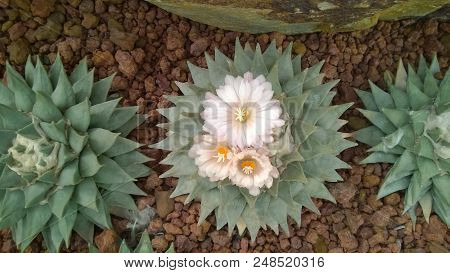 Cactus