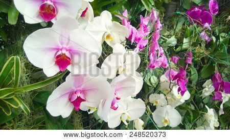 Beautiful White Flower With Green Leaf Background.