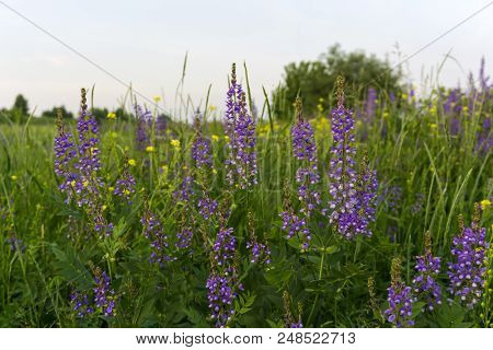 Summer Meadow With Yellow And Purple Flowers In Soft Lighting