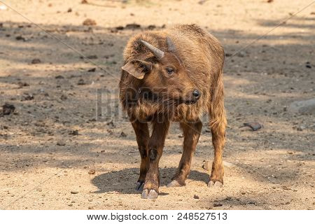 A Cape Buffalo Calf, Syncerus Caffer Caffer, Looking To The Side