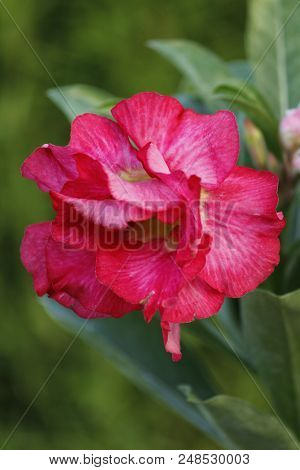 Beautiful Adenium Obesum Flower By Nature On My Terrace