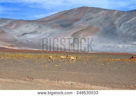 Three Of Wild Vicuna At The Foothills Of Chilean Andes, Northern Chile, South America