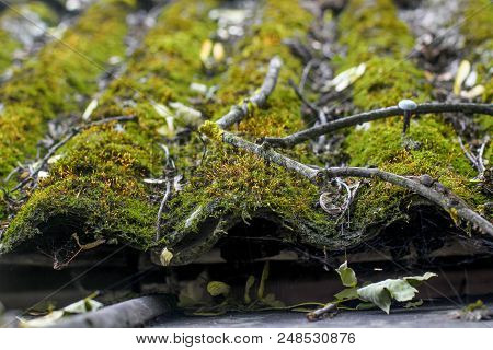 Close-up, Shallow Focus View Of Green Moss Seen Growing On Tiles, On A Cottage Roof. Taken After A H