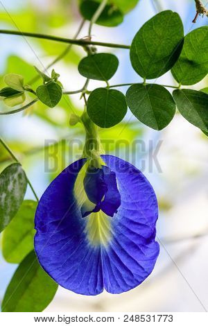 Clitoria Ternatea Or Butterfly Pea Commonly Known As Shankupushpam, Is Widely Used In Traditional In