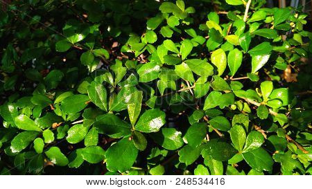 Beautiful Tropical Green Leaf Pattern Background In Garden.