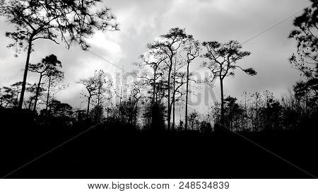 Beautiful Silhouette Tree In Mountain Of Thailand.