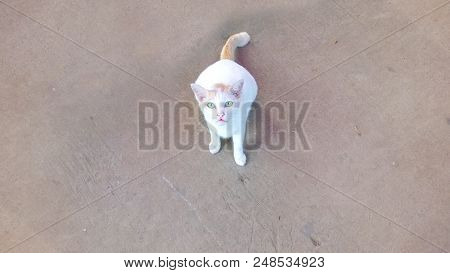 Thai Street White Cat On The Floor Background.