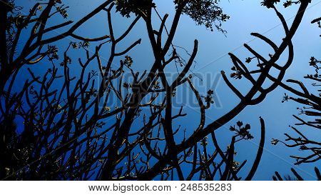 Beautiful Silhouette Tree With Blue Sky Background.