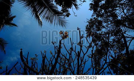 Beautiful Silhouette Tree With Blue Sky Background.