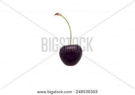 One Dark Ripe Cherry. On A White Background. Isolated.