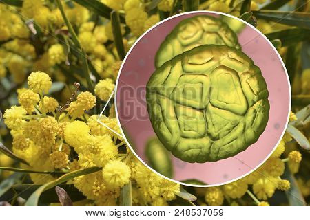 Mimosa Pollen, Close-up View, 3d Illustration, And Photo Of Mimosa Flowers. Pollen Is A Factor Causi