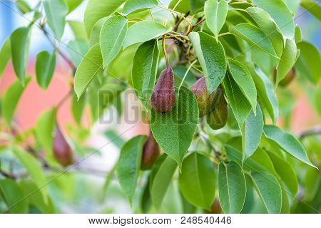 Fresh Juicy Pears On Pear Tree Branch. Organic Pears In Natural Environment. Crop Of Pears In Summer
