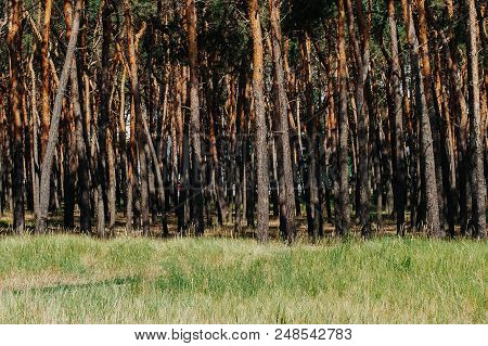 Wallpaper And Nature Landscape Background. A Grove Of Pine Trees Planted. Neat Clean Pine Forest, Th