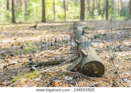 Leaf Covered Path In Forest With Fallen Logs. A Fallen Tree In The Woods.