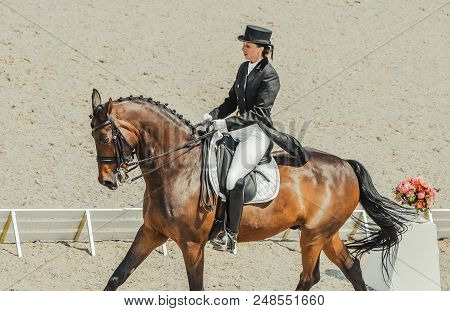 Dressage Horse And Rider. Brown Chestnut Horse Portrait During Dressage Competition. Advanced Dressa