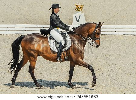 Dressage Horse And Rider. Brown Chestnut Horse Portrait During Dressage Competition. Advanced Dressa