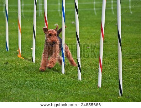 Airedale Terrier Dog Running Through Obsticle Course Show