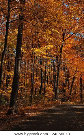 Couleurs d'automne de Morton Arboretum