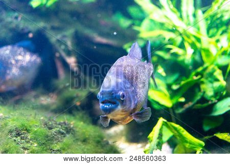 Pygocentrus Nattereri Also Know As Red Bellied Piranham, Amazonian Fish