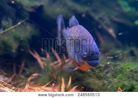 Pygocentrus Nattereri Also Know As Red Bellied Piranham, Amazonian Fish