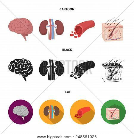 Brain, Kidney, Blood Vessel, Skin. Organs Set Collection Icons In Cartoon, Black, Flat Style Vector 