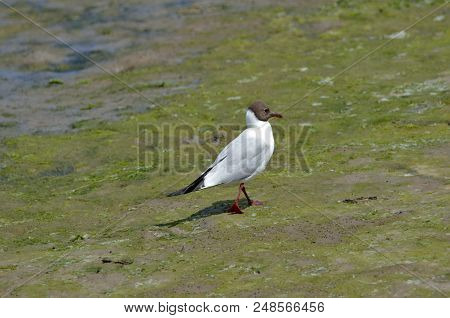 Black Headed Gull On Mudflats, Langstone Harbour, Hampshire, Uk