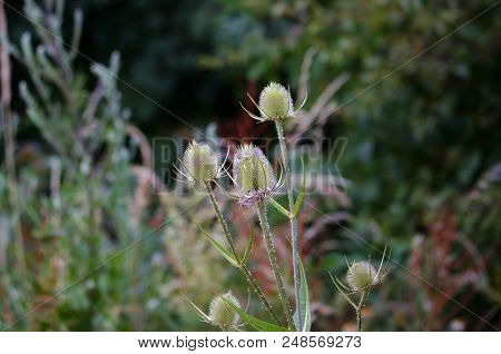 Teasel Seed Heads, Langstone Harbour, Hampshiore, Uk