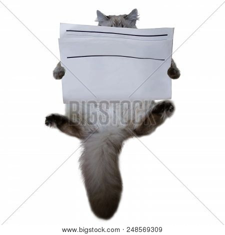 Purebred Reading Siberian Cat With Blank Newspaper Isolated On White Background. News Paper Textured